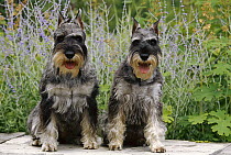 Standard Schnauzer (Canis familiaris) pair seated