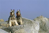 Standard Schnauzer (Canis familiaris) pair sitting on rocks