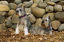 Standard Schnauzer (Canis familiaris) pair laying in fallen leaves in front of stone fence