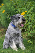 Standard Schnauzer (Canis familiaris) with natural ears, sitting
