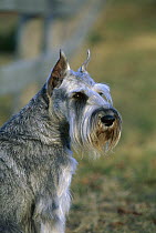 Standard Schnauzer (Canis familiaris) portrait