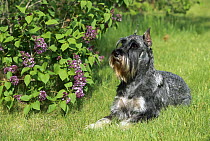 Standard Schnauzer (Canis familiaris) laying on lawn beside lilac bush