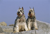 Standard Schnauzer (Canis familiaris) pair sitting on rock