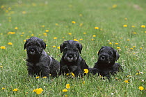 Standard Schnauzer (Canis familiaris) three puppies on lawn with dandelions