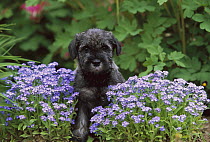 Standard Schnauzer (Canis familiaris) puppy amid forget-me-not flowers
