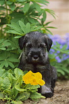 Standard Schnauzer (Canis familiaris) puppy in garden with yellow primrose