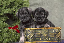 Standard Schnauzer (Canis familiaris) two puppies in basket beside a Christmas wreath