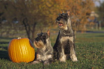 Standard Schnauzer (Canis familiaris) pair near pumpkin