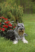 Standard Schnauzer (Canis familiaris) adult and puppy laying in grass beneath impatiens flowers