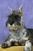 Standard Schnauzer (Canis familiaris) puppy portrait