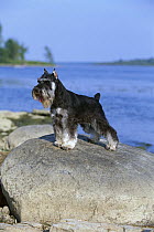 Miniature Schnauzer (Canis familiaris) standing on rocks