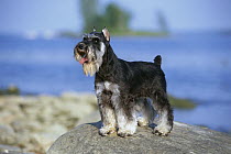 Miniature Schnauzer (Canis familiaris) standing on rocks