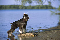 Miniature Schnauzer (Canis familiaris) standing in shallow water