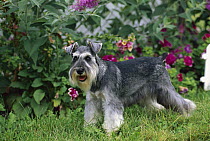 Miniature Schnauzer (Canis familiaris) in garden with natural ears