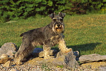 Miniature Schnauzer (Canis familiaris) natural ears standing on rocks