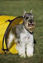 Miniature Schnauzer (Canis familiaris) standing at end of play tunnel