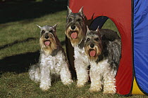 Miniature Schnauzer (Canis familiaris) group of three in play house
