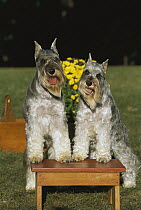 Miniature Schnauzer (Canis familiaris) pair standing on stool