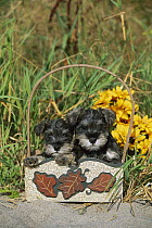 Miniature Schnauzer (Canis familiaris) two puppies in basket
