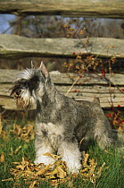 Miniature Schnauzer (Canis familiaris) standing on fallen leaves fall