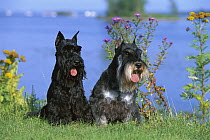 Miniature Schnauzer (Canis familiaris) pair sitting in front of water