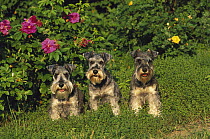 Miniature Schnauzer (Canis familiaris) group of three with natural ears