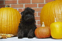 Miniature Schnauzer (Canis familiaris) puppy sitting with pumpkins