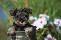 Miniature Schnauzer (Canis familiaris) puppy peeking out of pot