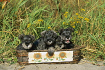 Miniature Schnauzer (Canis familiaris) four puppies in basket