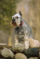 Standard Schnauzer (Canis familiaris) standing on rocks