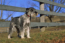 Standard Schnauzer (Canis familiaris) standing beside fence with natural ears