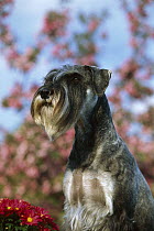 Standard Schnauzer (Canis familiaris) portrait with natural ears