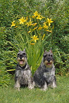 Standard Schnauzer (Canis familiaris) pair sitting in grass in front of flowers