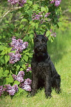 Standard Schnauzer (Canis familiaris) puppy sitting next to lilacs