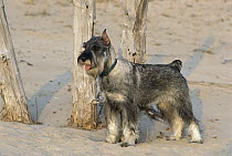 Standard Schnauzer (Canis familiaris) standing in sand
