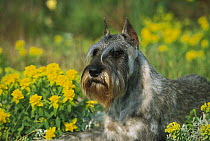 Standard Schnauzer (Canis familiaris) laying in flower bed