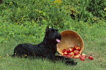 Giant Schnauzer (Canis familiaris) laying with bushell of spilled apples