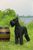 Giant Schnauzer (Canis familiaris) standing next to barrel