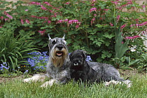 Standard Schnauzer (Canis familiaris) adult and puppy laying in grass