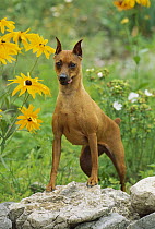 Miniature Pinscher (Canis familiaris) standing on rocks with tongue sticking out side of mouth