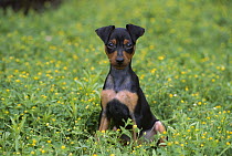 Miniature Pinscher (Canis familiaris) puppy sitting on lawn