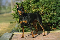 Miniature Pinscher (Canis familiaris) adult standing