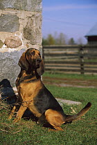 Bloodhound (Canis familiaris) beside buidling