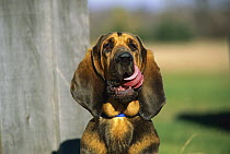 Bloodhound (Canis familiaris) licking his chops
