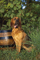 Bloodhound (Canis familiaris) sitting near barrel