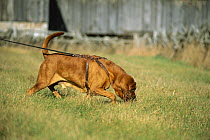 Bloodhound (Canis familiaris) tracking through grass