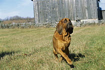 Bloodhound (Canis familiaris) walking through grass