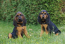Bloodhound (Canis familiaris) pair of puppies in grass