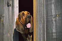 Bloodhound (Canis familiaris) portrait