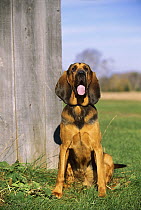 Bloodhound (Canis familiaris) sitting beside barn